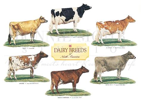 Dairy breeds – Artofit