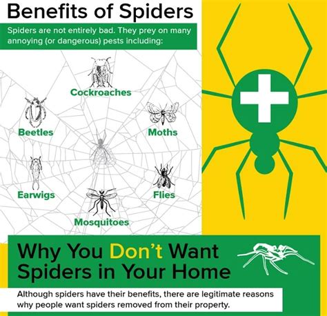 Spiders The Good News And Bad News Western Exterminator