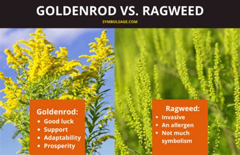 Goldenrod vs. Ragweed: Symbolism, Differences, and Surprising Uses