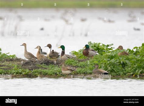 Canards mâles et femelles Banque de photographies et dimages à haute