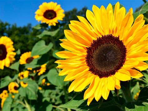 Sabe Como Sembrar Girasoles Descubra Todo Lo Referente Aqu