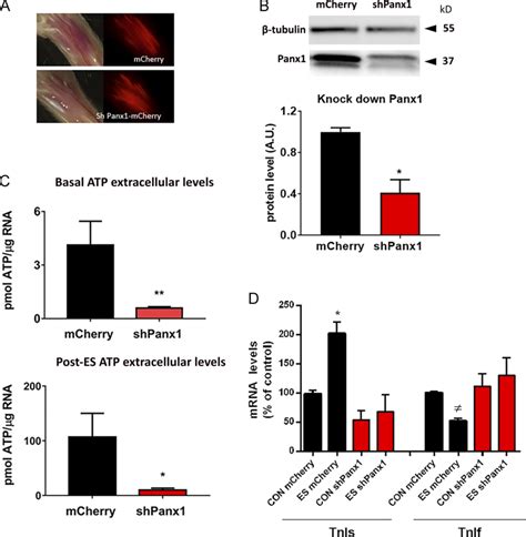 Down Expression Of Panx Decreases Basal And Post Es Hz Levels Of