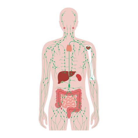 Human Immune System Organs