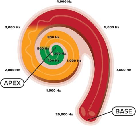 An Illustration Of The Cochlea And Its Tonotopic Develo Open I