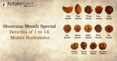 Shravana Month Special Benefits Of 1 To 14 Mukhi Rudraksha Future Point