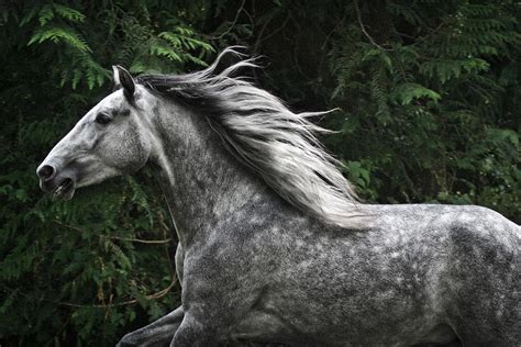 Black Silver Dapple Horse