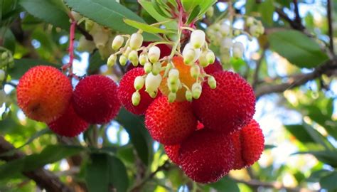 Red Dogwood Berries: Purpose, Uses, Variations and More - Rennie Orchards