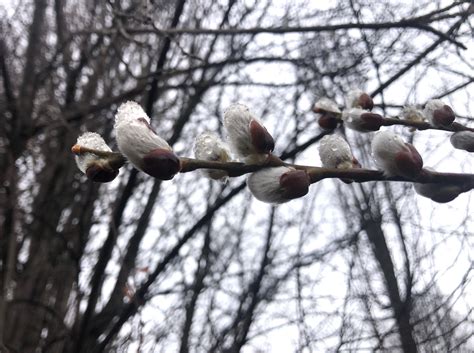 Wisconsin Wildflower Pussy Willows Bigcatkin Giant Pussy Willow