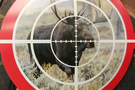 Жителю Старицкого округа за убийство лося грозит крупный штраф | АиФ ...