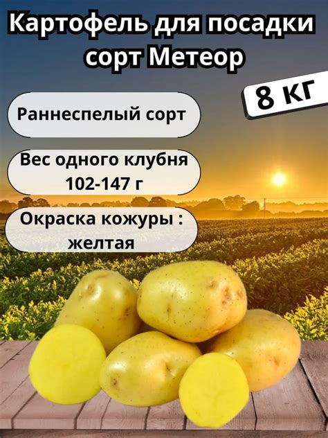 сад_Картофель семенной Метеор 8 кг - купить по выгодным ценам в ...