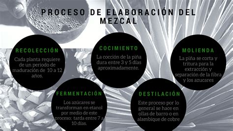 Cómo se produce el mezcal Almomento Noticias información