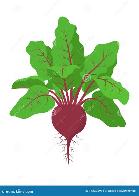 Beetroot Plant With Roots Vector Illustration Isolated On White