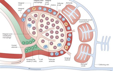 [PDF] The follicular versus marginal zone B lymphocyte cell fate ...