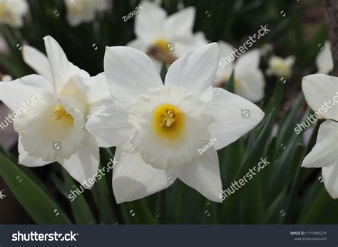 White Narcissus Greek Mythology Narcissus Hunter Stock Photo 1711806274