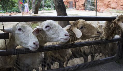 Herd Of Sheep In The Corral Stock Photo Image Of Agriculture Pattern