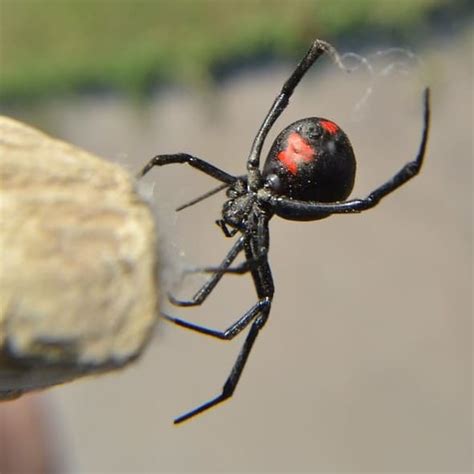 Spiders In Louisiana Usa Spiders