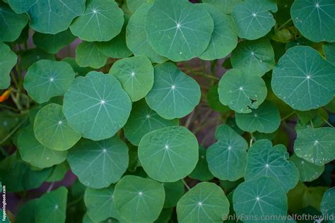 Wolfofthewild Wolfofthewildd Nude OnlyFans Leaks Fappening FappeningBook