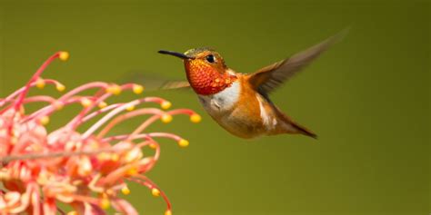 The Beauty of Hummingbirds in Virginia [ID & Pictures] - Birdwatching Buzz