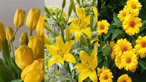 Flores Amarelas Nomes E Fotos - Flores Amarelas: Nomes e Imagens Deslumbrantes | Actualizado abril 2026