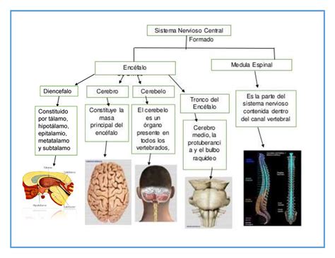 Cuadro Snc Sistema Nervioso Central Diencefalo Constituido Por Porn Sex Picture