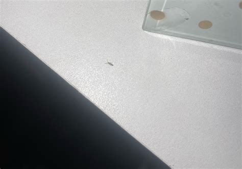is this a silverfish?? these tiny guys have appeared all over my house