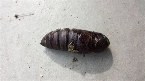 Found This Bug In My Yard It Squirms Cocoon Whatsthisbug