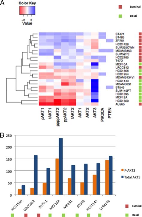 Akt Isoform Expression And Phosphorylation In Breast Cancer Cell Lines