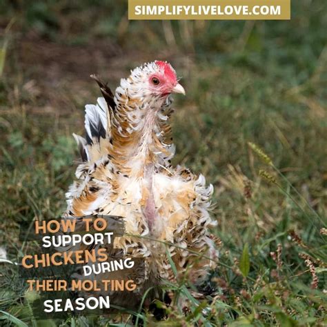 Common Questions about Molting Chickens and Other Birds - Simplify ...