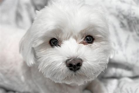 maltezer istorijat rase pet magazine