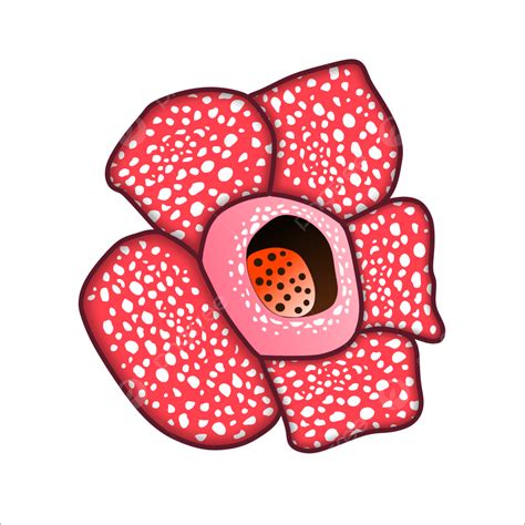 Rafflesia Drawing