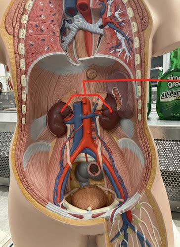 Urinary System Models Images Flashcards Quizlet