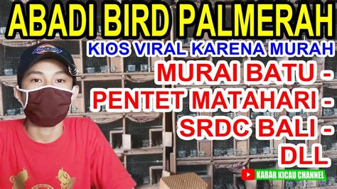 FULL UPDATE HARGA MURAI BATU PENTET MATAHARI DLL DI ABADI BIRD