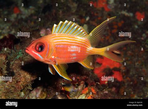 Longspine Squirrelfish In The Gulf Of Mexico Stock Photo Alamy