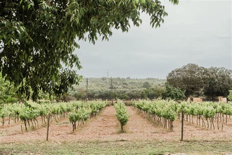 Rustic country house with vineyard