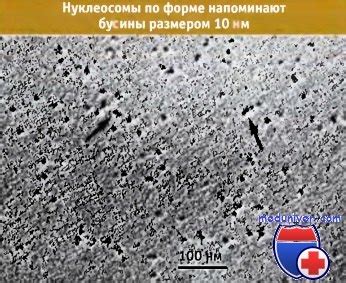 Нуклеосома как структурная единица хромосомы