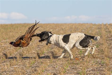 Pheasant Hunting Dogs