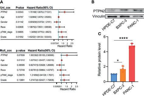 Frontiers PTPN2 A Key Predictor Of Prognosis For Pancreatic