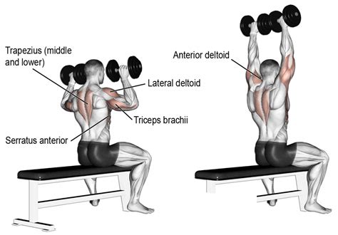 Dumbell Shoulder Press Nasıl yapılır?