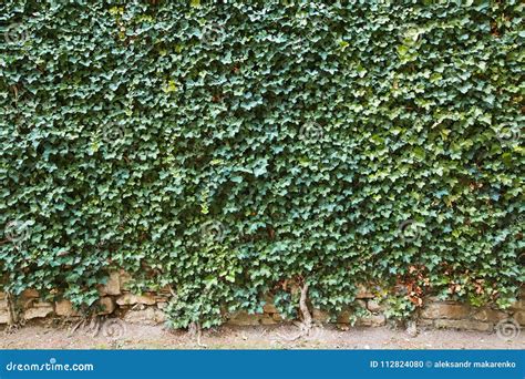 Bergamo Italy Stone Wall Old Overgrown With Green Plants Stock Photo