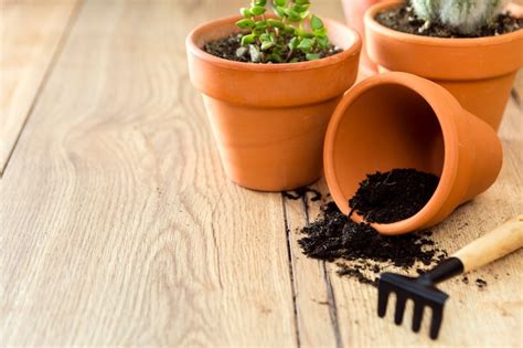 Close-up flower pot with soil and plants | Free Photo