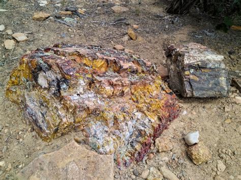 Hiking The Petrified Forest And Sleeping Rainbow Trails At Escalante