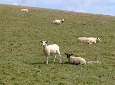 Southdown Sheep Doing What Sheep Do Best Nothing Les