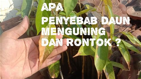 Apa Penyebab Daun Menguning Dan Rontok Pada Pohon Durian Tabulampot