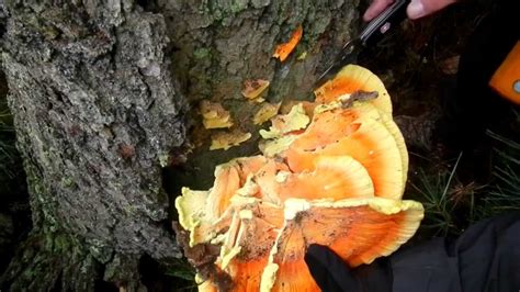 HARVESTING AND COOKING "CHICKEN OF THE WOODS":SULFER SHELF MUSHROOM ...