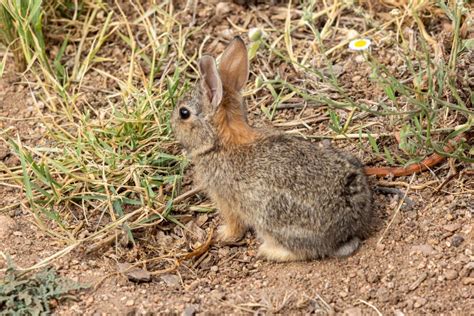 1,491 Baby Cottontail Rabbit Stock Photos - Free & Royalty-Free Stock ...