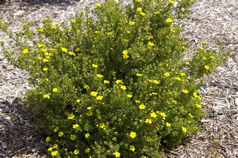 Gold Drop Potentilla Plant Something Montana