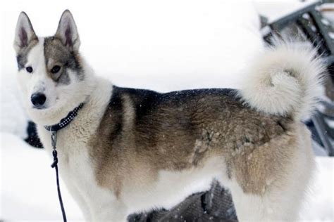 30+ Snow Dog Breeds - List of Cold Weather Dogs With Photos