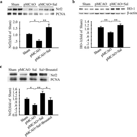 Salidroside Induces Nrf2 And HO 1 At 1 Day After PMCAO Salidroside