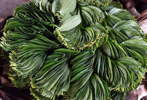 Watch Tamil Nadus Authoor Betel Leaf Gets Geographical Indication