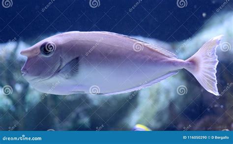 Big Fish in Aquarium at Ocean, Sea Alt Creature Stock Photo - Image of ...